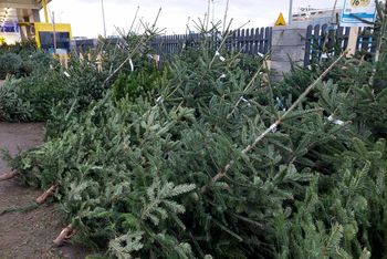 Warszawa: Kolejne dzielnice przyłączają się do akcji. Tysiące choinek za 0 zł. Gdzie można je odebrać?