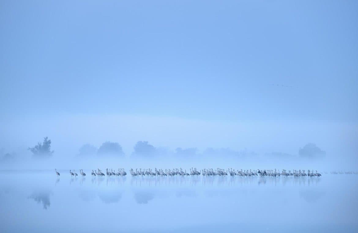 Oto najlepsze zdjęcia ptaków w konkursie Bird Photographer of the Year 2017 2