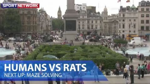 Kto szybciej pokona labirynt: szczur czy człowiek? [wideo] 1