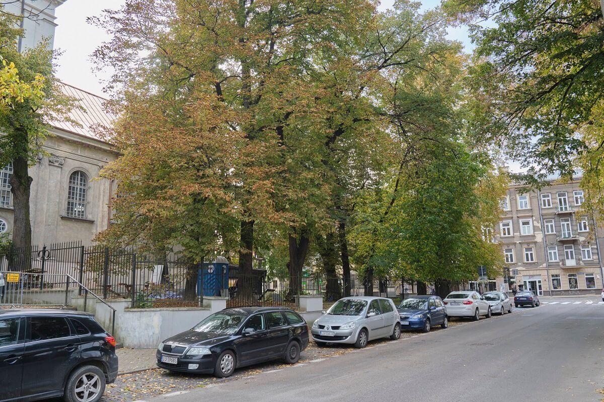 Kasztanowce przy ul. Żołnierzy Niepodległej