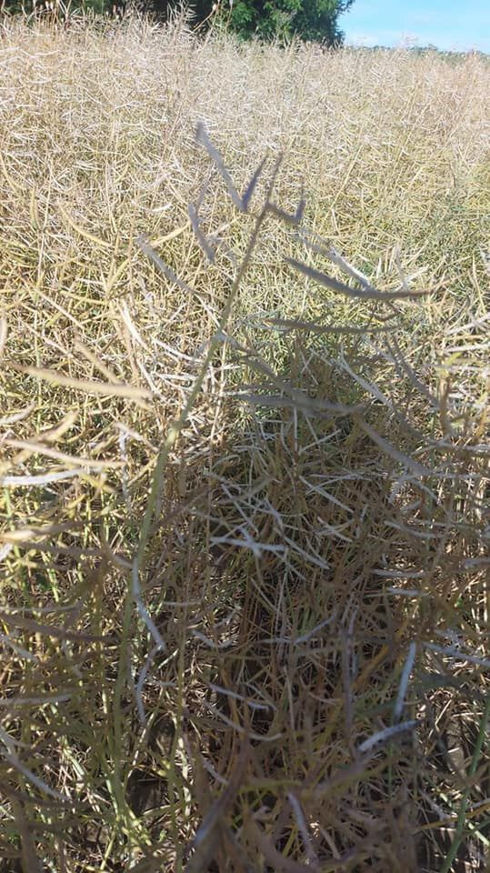 Zniszczone gradobiciem uprawy w miejscowości Czarnystok