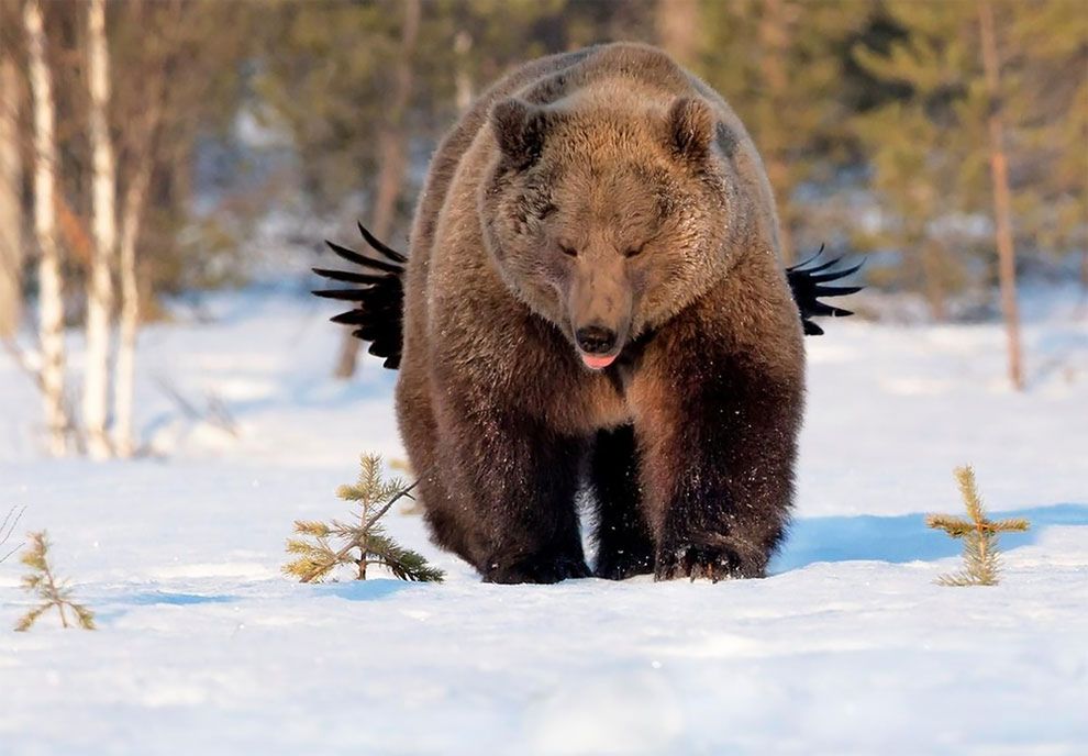 Najzabawniejsze zdjęcia finalistów The Comedy Wildlife Photography Awards 2017 13