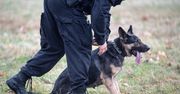 Pies policyjny znalazł 350 gramów narkotyków w powiecie choszczeńskim