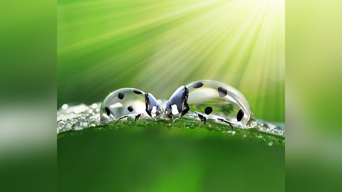 Świetne fotomanipulacje stworzone z miłości do przyrody 1