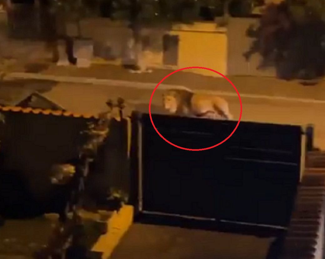 The lion escaped from the circus. A recording from Italy went viral.