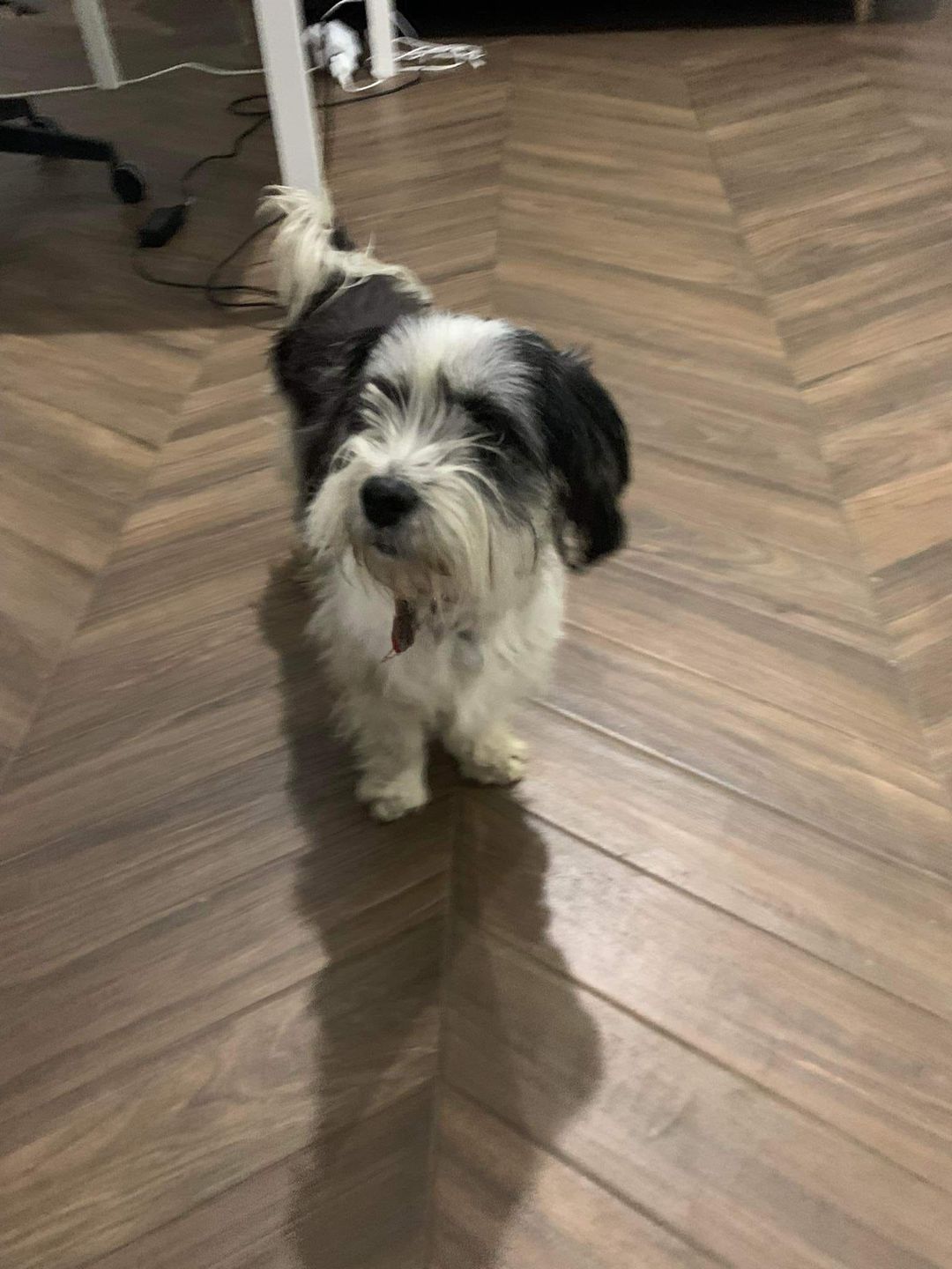 Właściciele Majki chcieli kupić shih-tzu