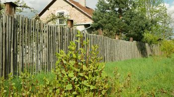 Kto posadzi, ten pożałuje. Ta roślina jest nielegalna w Polsce