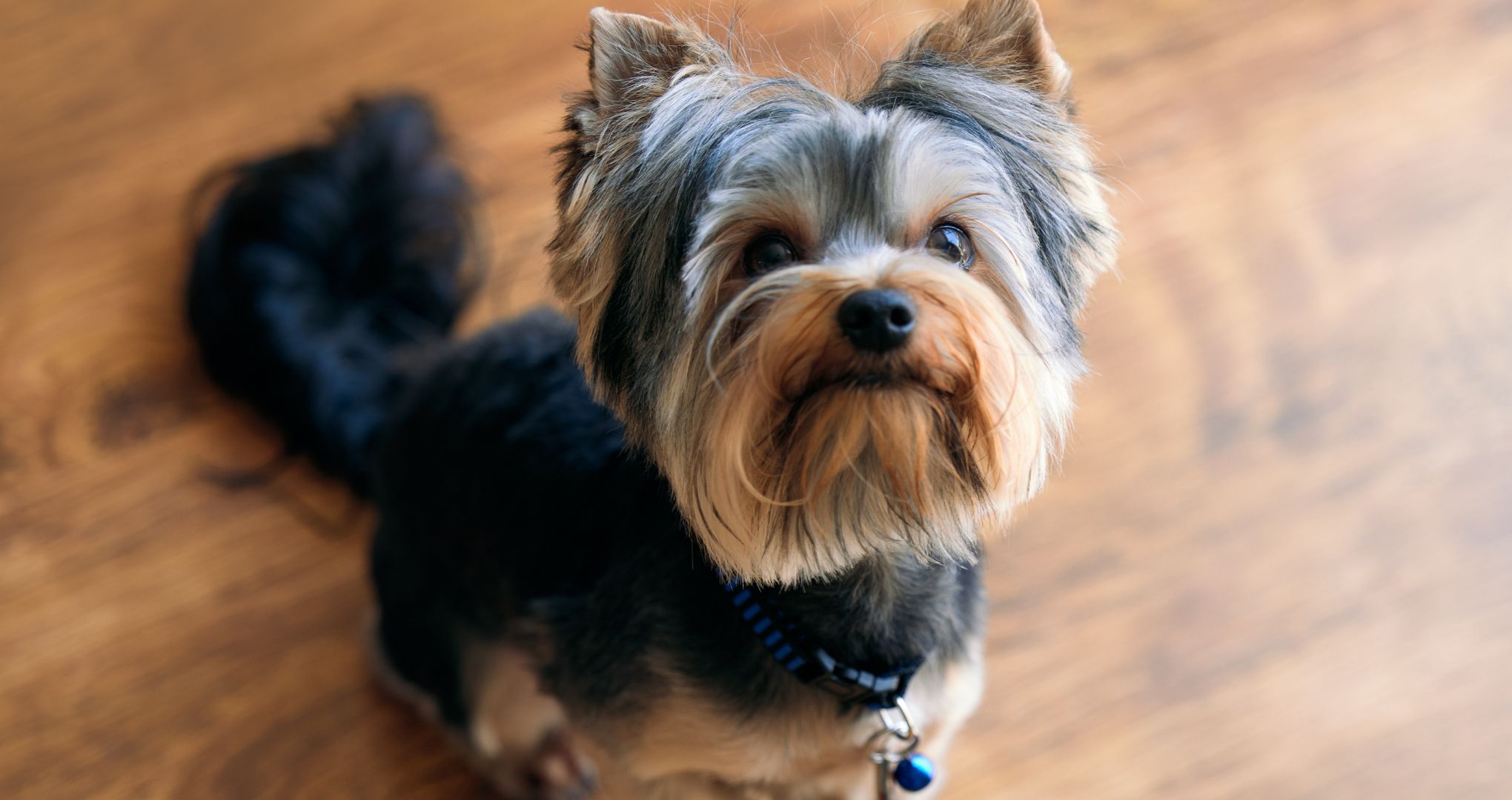 Yorkshire terrier