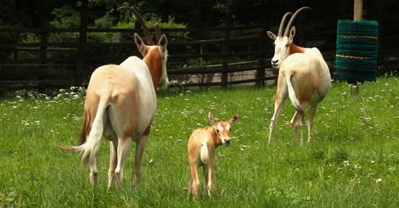 Kolejne narodziny w płockim ogrodzie zoologicznym!