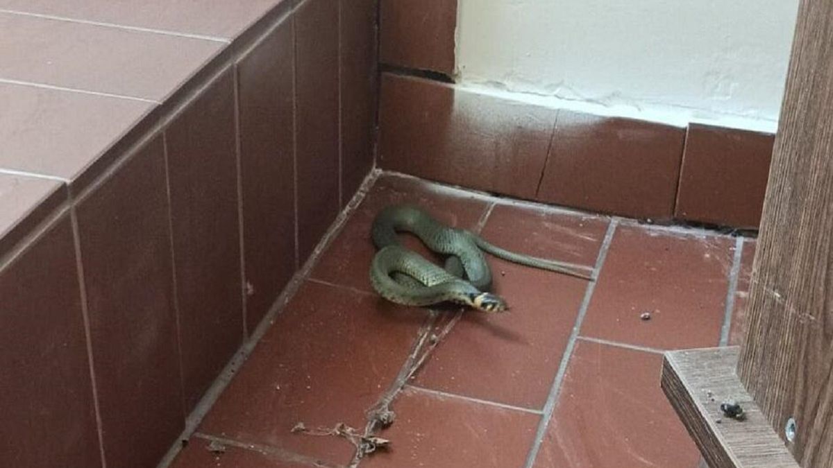 Wąż w kaplicy. Parafianie najedli się strachu