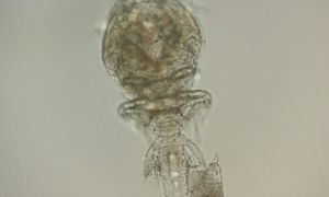 Nowy pasożyt w Atlantyku. Brazylijscy biolodzy opisali gatunek