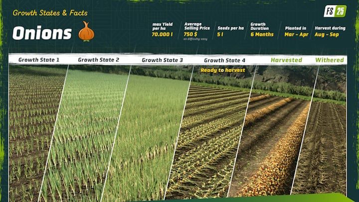 Źródło: Giants Software. - Cebula w Farming Simulator 25 zrzuciła wszystkie swoje warstwy. To pierwszy raz w historii, gdy będzie można ją sadzić - wiadomość - 2025-10-24