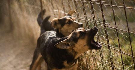 Behawiorysta o atakach psów. Wskazał przyczyny