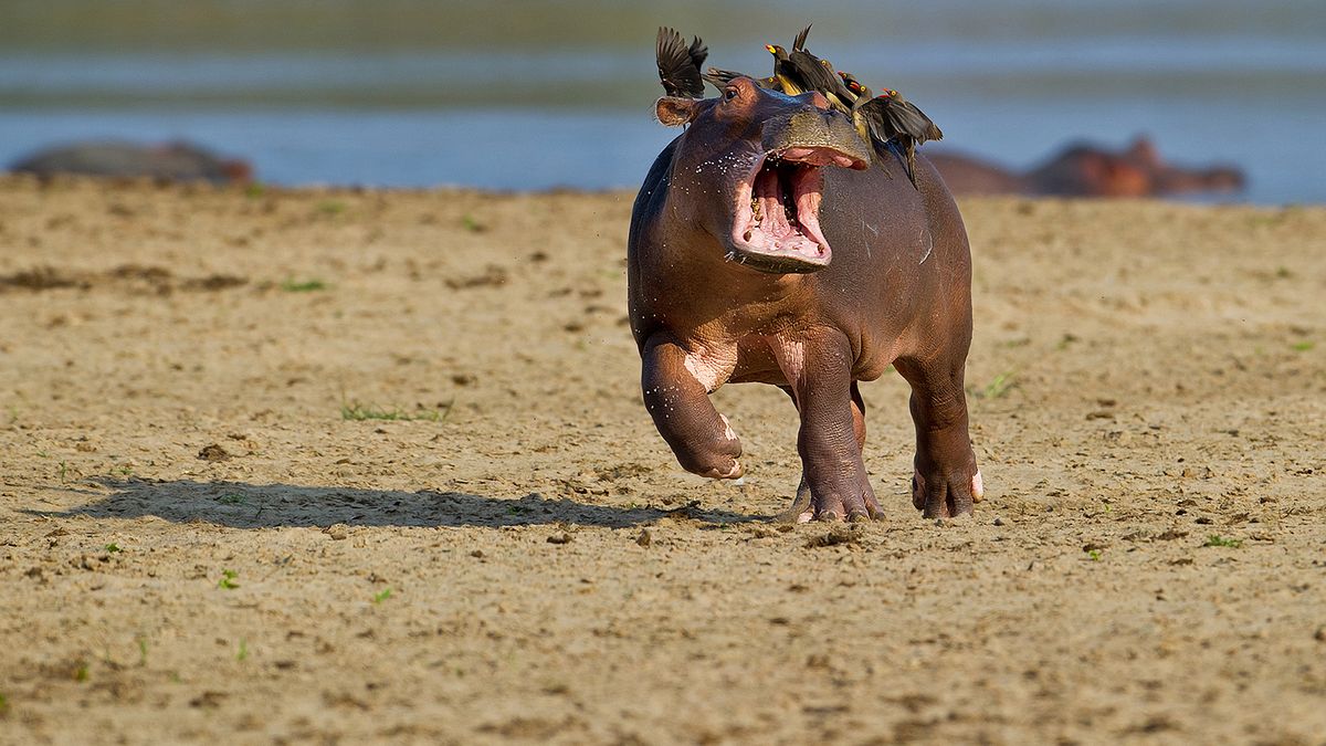 Mały hipopotam przestraszył się ptaków. Te zdjęcia rozczulają 1
