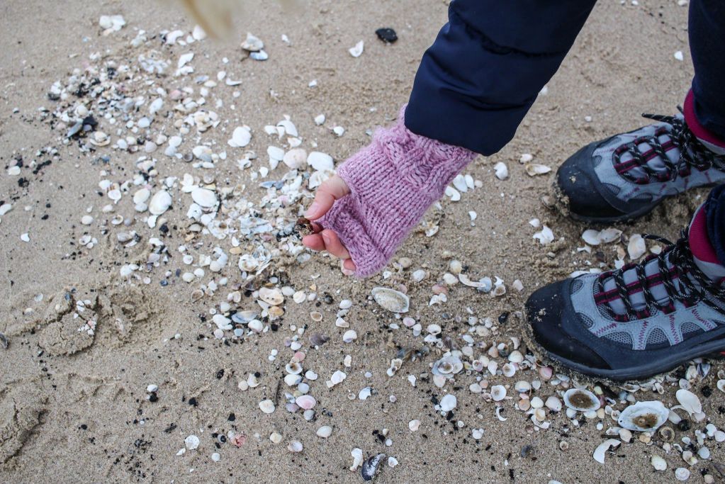 Tropikalny skarb Bałtyku. Gdy morze "siada" po sztormie, biegnij na plażę