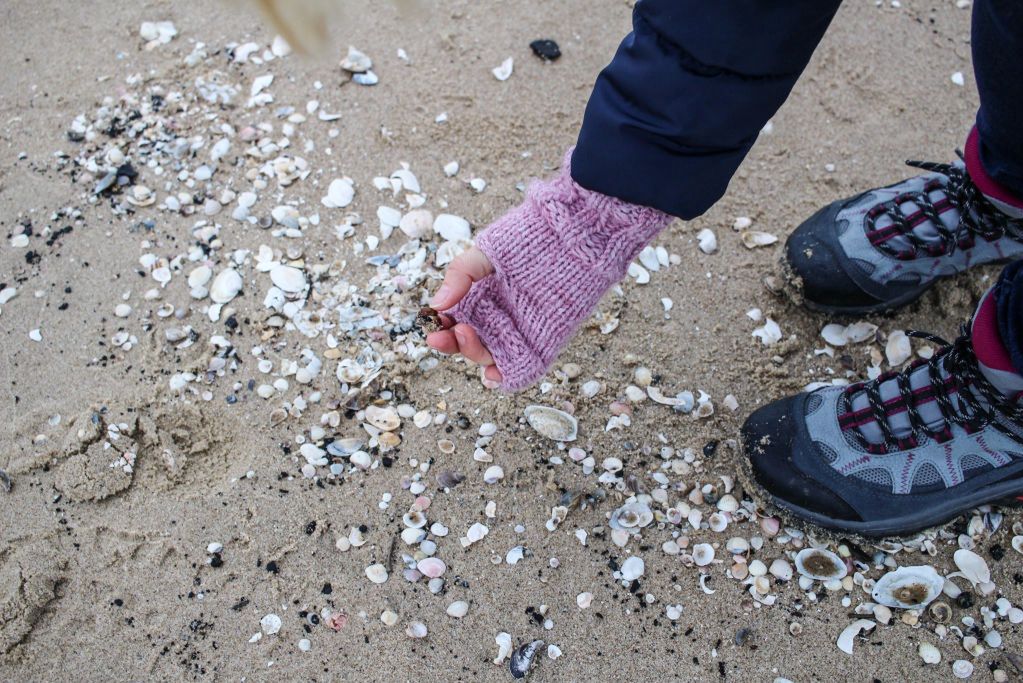 Tropikalny skarb Bałtyku. Gdy może "siada" po sztormie, biegnij na plażę