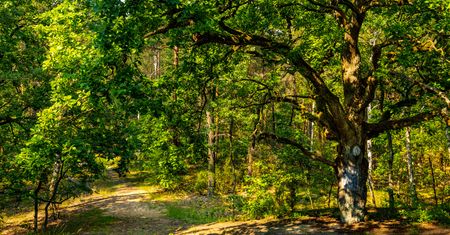Puszcza Kampinoska. Natura blisko miasta