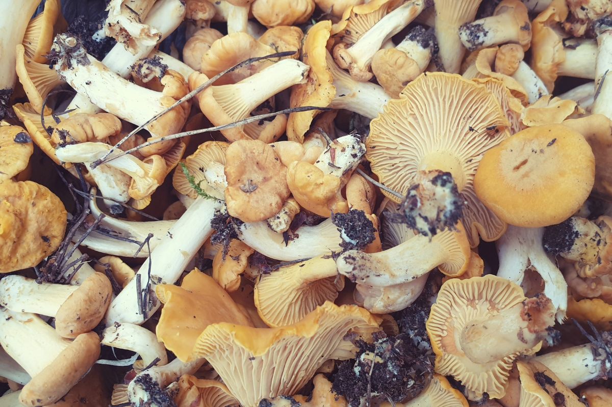 How to clean chanterelles: Speed up your mushroom prep