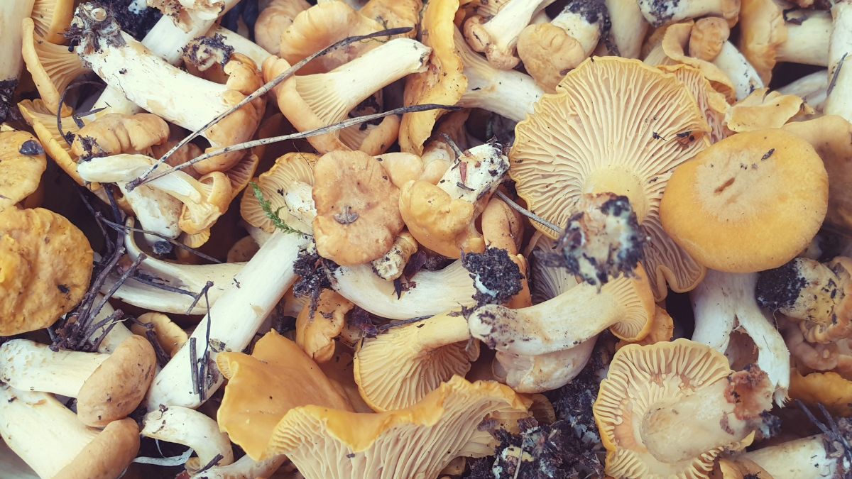 Jak skutecznie pozbyć się zanieczyszczeń z kurek?