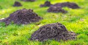 Wlej do kopca. Krety znikną z ogrodu w mig