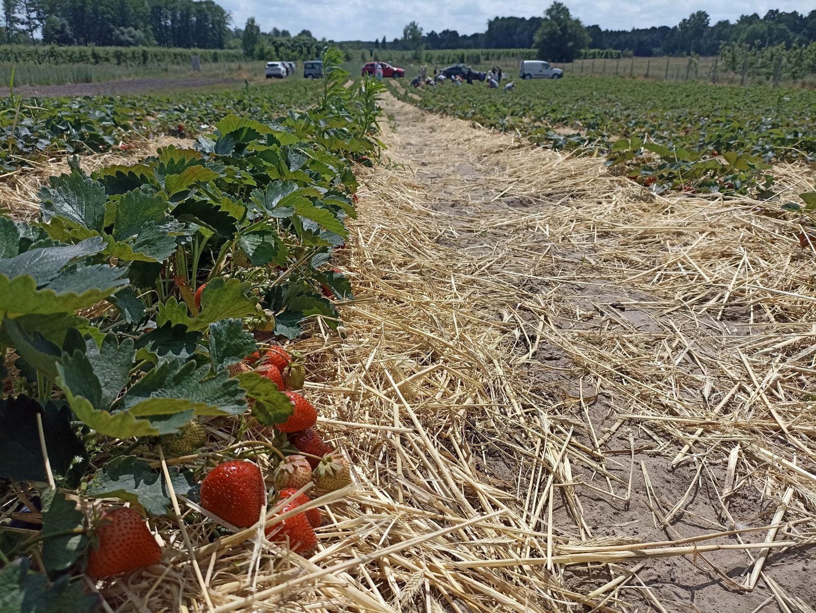 Owoce w czasie zeszłorocznych samozbiorów (w tle widać samochody odwiedzających)
