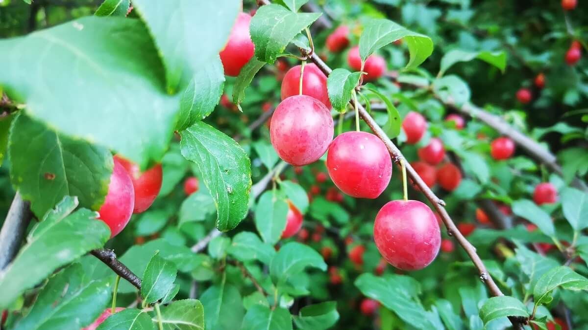 Dzikie drzewa owocowe w Lublinie — czerwone mirabelki