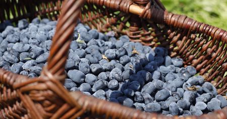 Rolnicy zapraszają na samozbiory. Wiemy, ile chcą za kilogram jagody kamczackiej