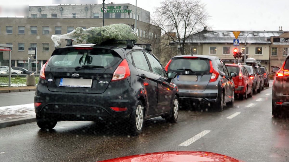 Transport choinki samochodem