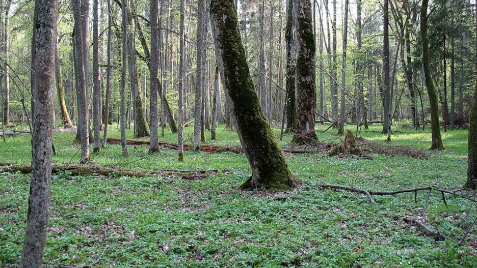 Puszcza Białowieska.