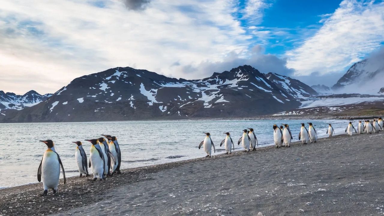 Südgeorgien ist die Heimat von Millionen von Pinguinen.