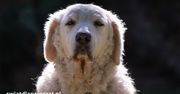 Kuvasz – dlaczego ta biała rasa z Węgier budzi podziw i respekt?