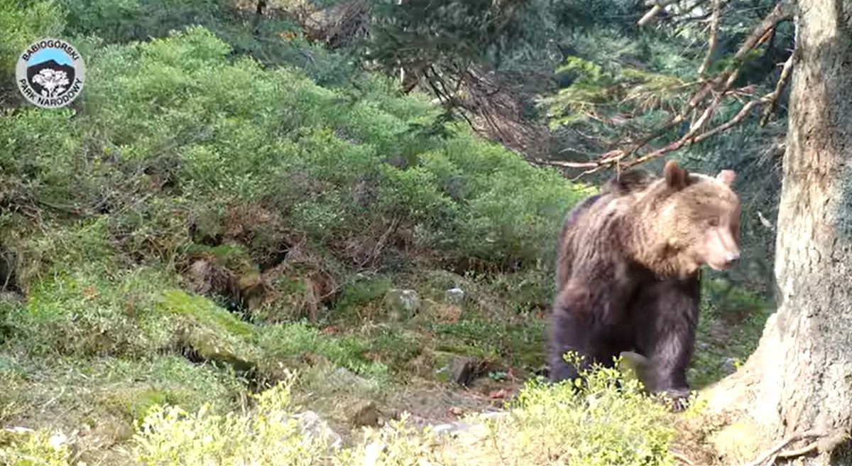 Fotopułapka na terenie Babiogórskiego Parku Narodowego uchwyciła niedźwiedzia