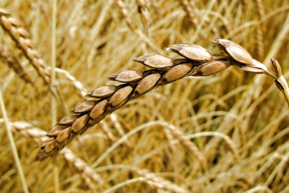 Spelt is a grain that has unique properties.