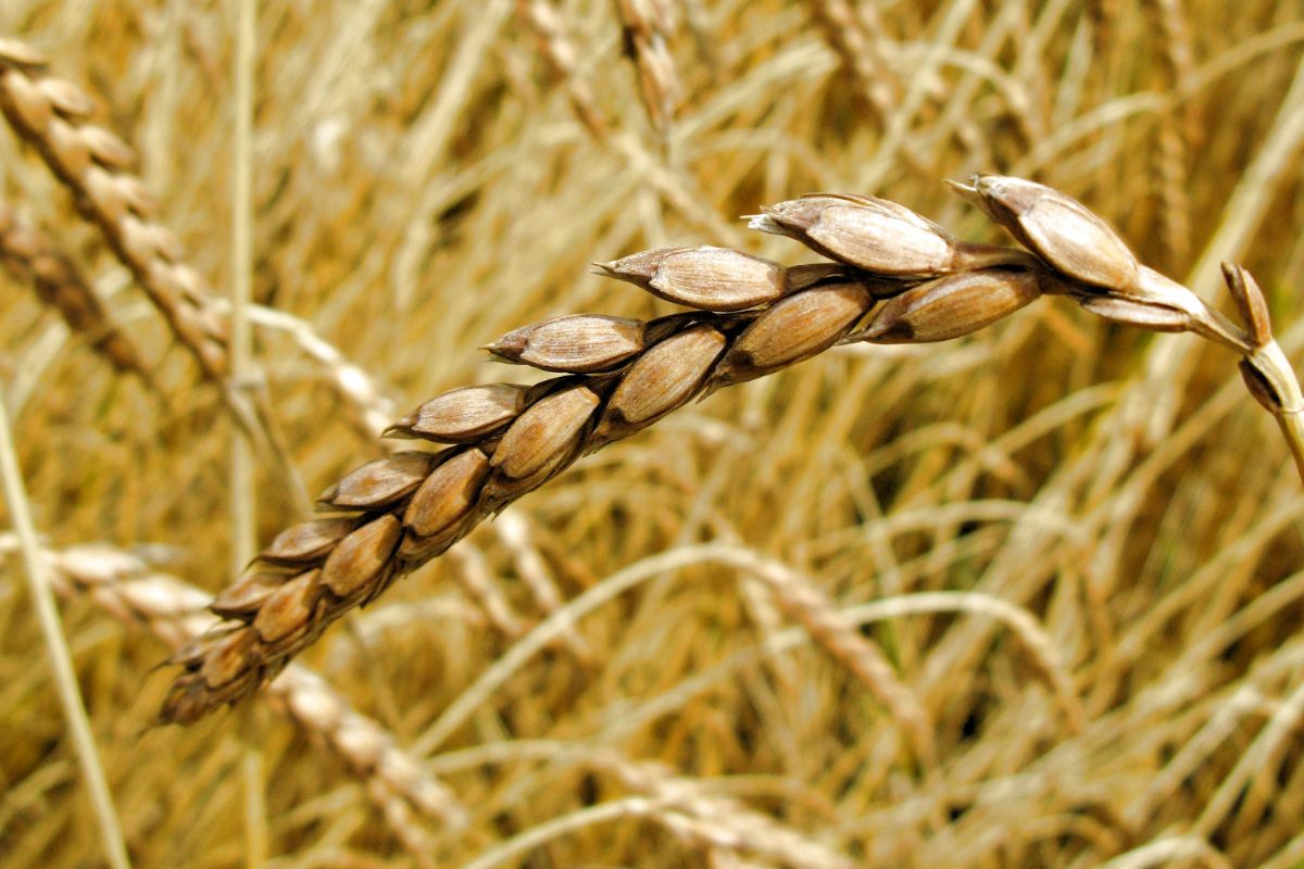 Spelt is a cereal that has unique properties.