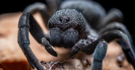 Arachnofobia (lęk przed pająkami) - przyczyny, objawy, leczenie