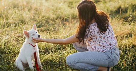 Śmieszny filmik z psem lub kotem? To, co wygląda zabawnie, może oznaczać stres