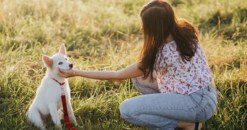 Śmieszny filmik z psem lub kotem? To, co wygląda zabawnie, może oznaczać stres