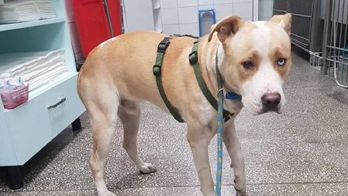 Kierowca próbował potrącić psa 