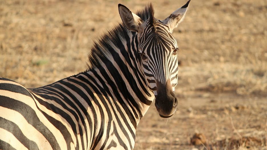 Zebra na sawannie