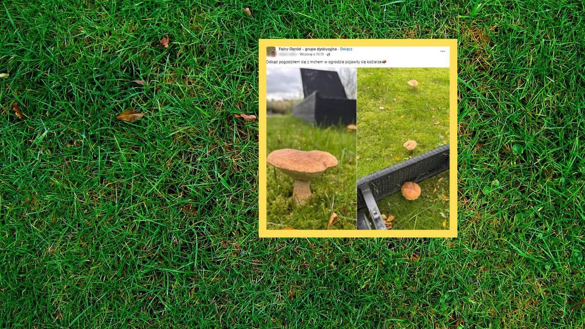 Grzyby w ogródku zaskoczyły pana Adama