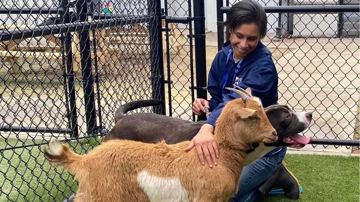Pies zaprzyjaźnił się z kozą w schronisku