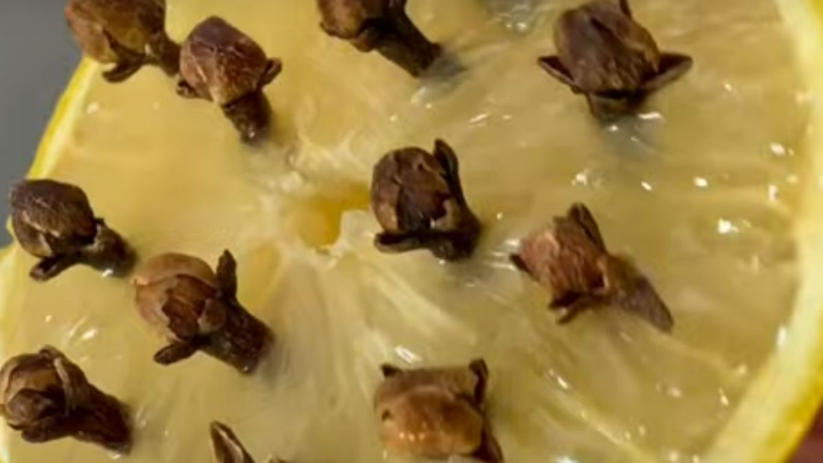 Goździki w cytrynie