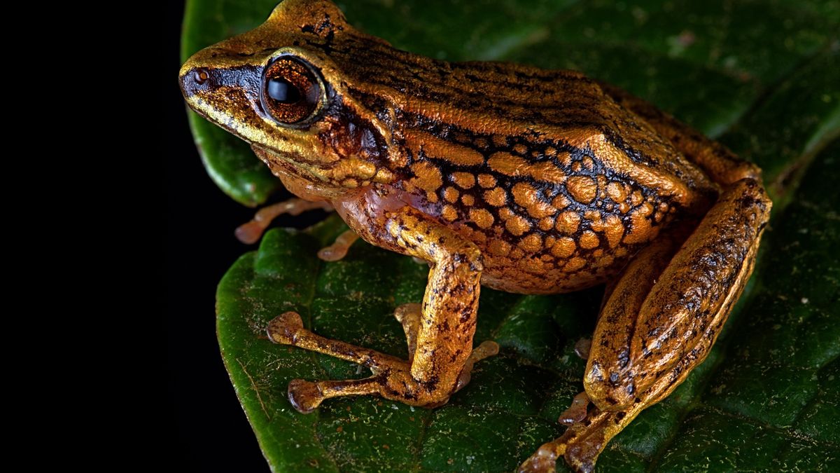 Pristimantis chinguelas — jeden z trzech nowo odkrytych gatunków
