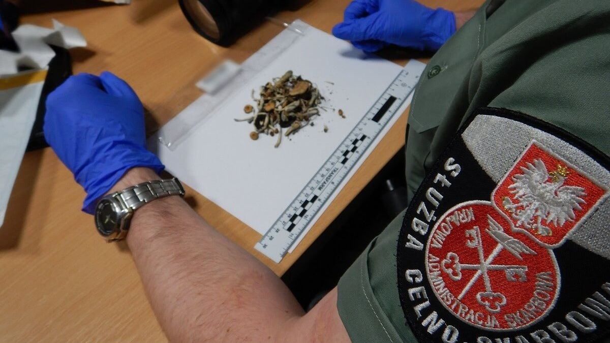 Grzybki o działaniu psychodelicznym