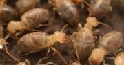 Termity kamikadze. Chronią swoją kolonię za pomocą specjalnego enzymu