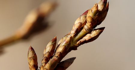 Zrywam w ogródku i robię herbatkę. Zapobiega powstawaniu zmarszczek