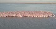Jezioro pełne flamingów. Niebywałe nagranie z Kazachstanu