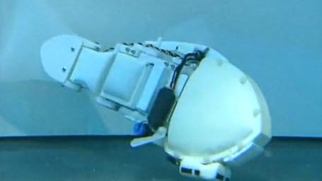 Miniwideo - te rybki w akwarium nigdy nie padną 1