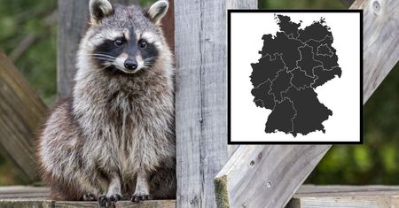 Niemcy sobie nie radzą. Rocznie odstrzeliwują ich nawet 200 tysięcy