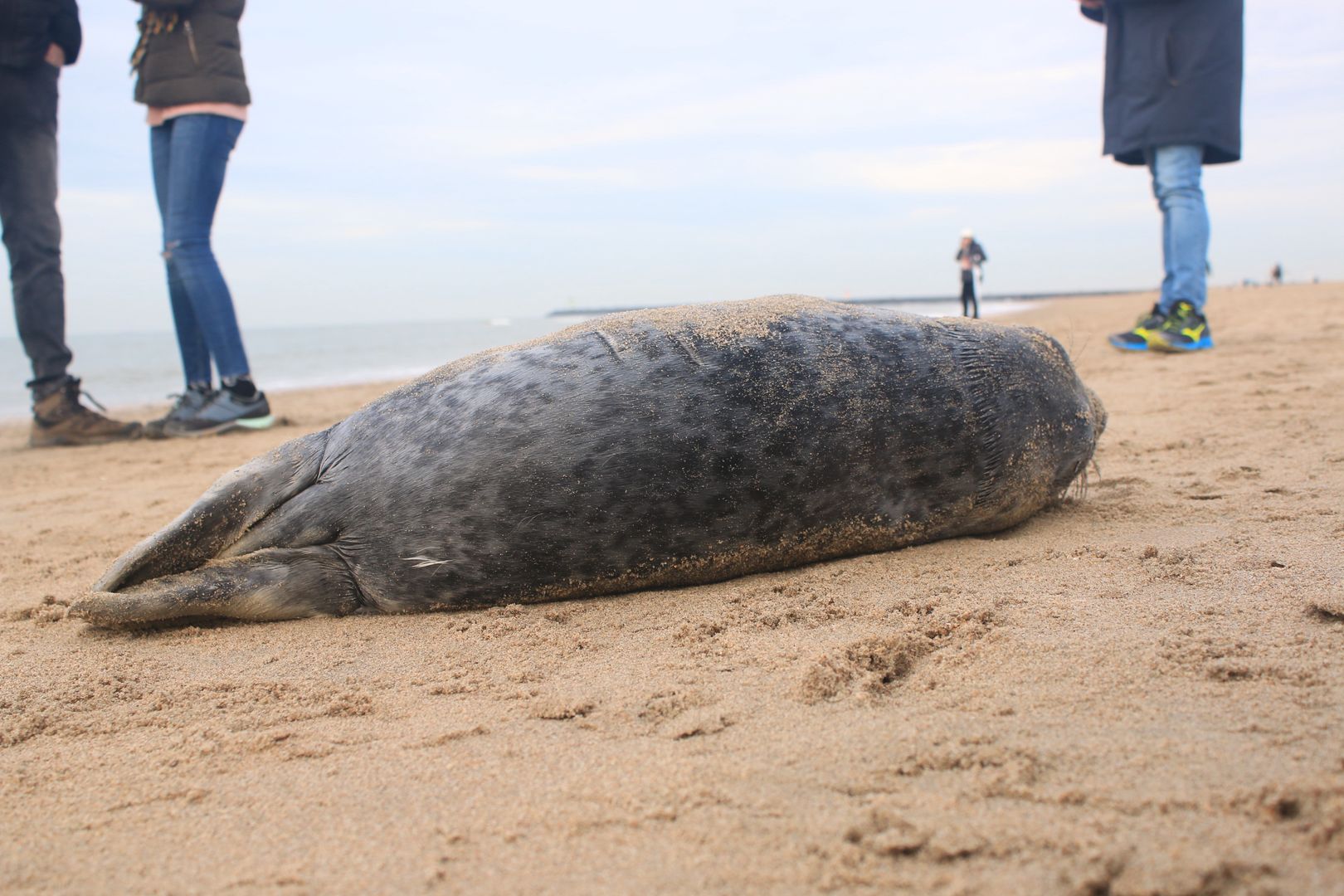 Znaleźli fokę na plaży. Tłum gapiów stał w bezruchu